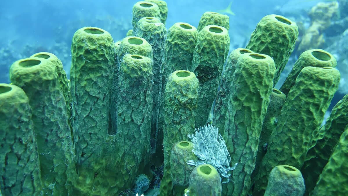 Exploring Guadeloupe National Park & Biosphere Reserve LAC Geo